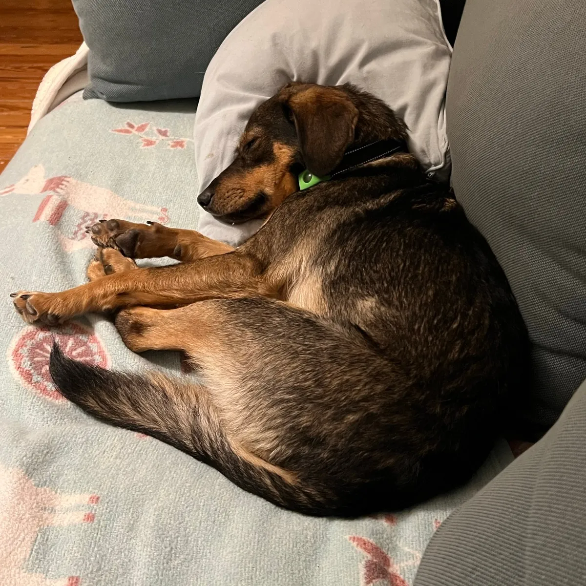 Toni liegt auf dem Sofa.